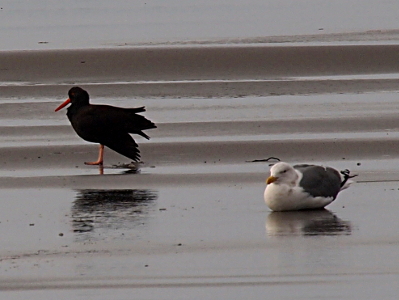 [A black bird with a long, pointy orange beak and orange legs stands in the wet sand. A gull lays on its belly nearby.]